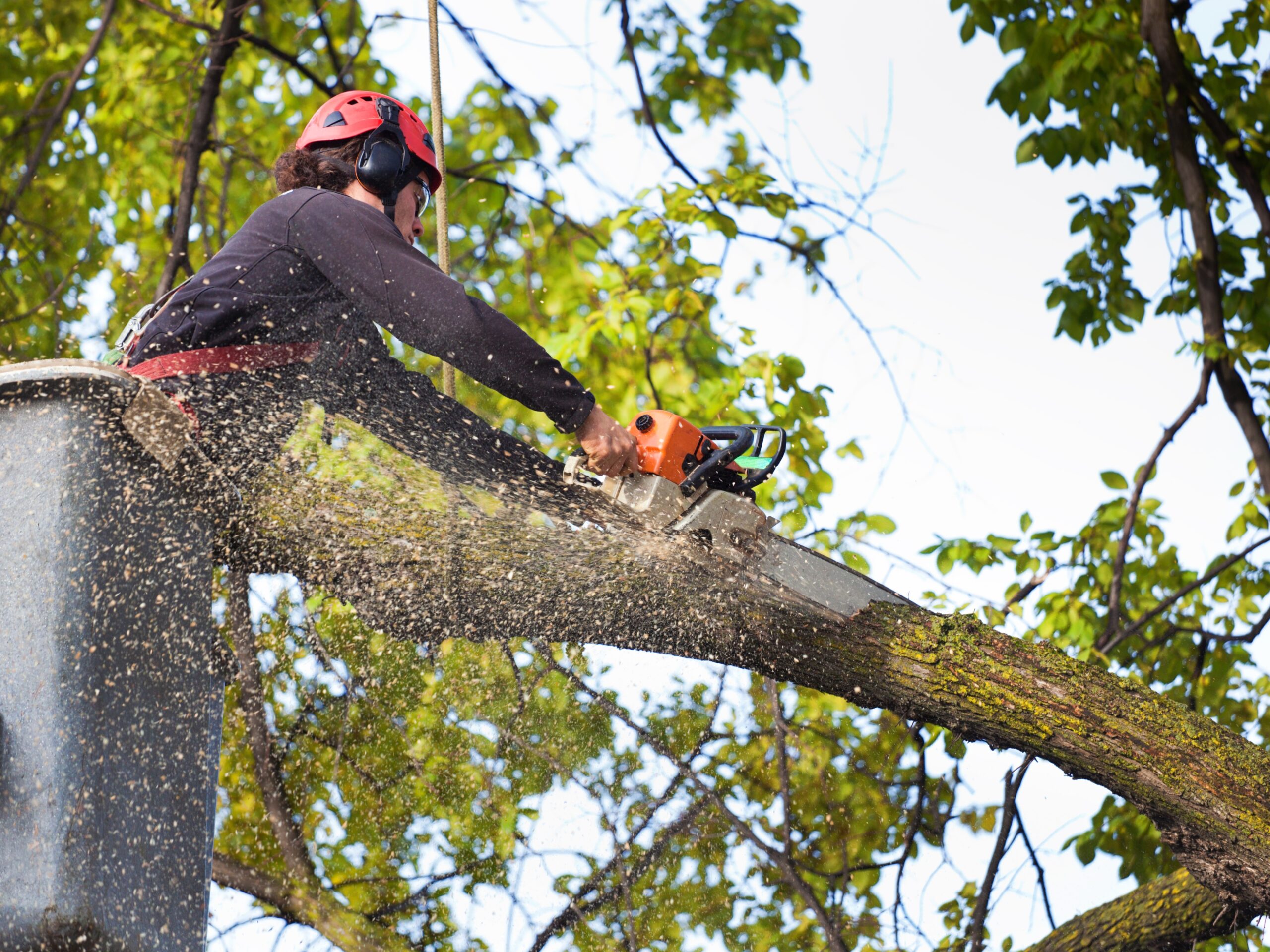 Poda de Árvore em Altura com Equipamento Profissional
