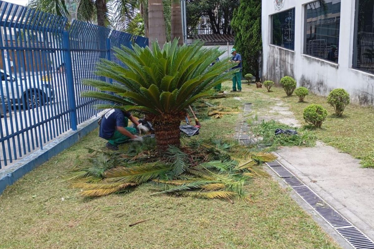 W.A Ambiental – Poda Técnica de Palmeira em São Paulo
